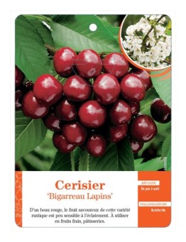 CERISIER ‘BIGARREAU LAPINS’