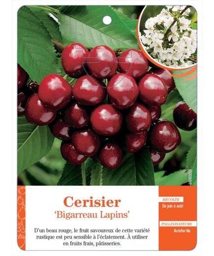 CERISIER ‘BIGARREAU LAPINS’