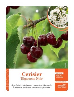 CERISIER ‘BIGARREAU NOIR’