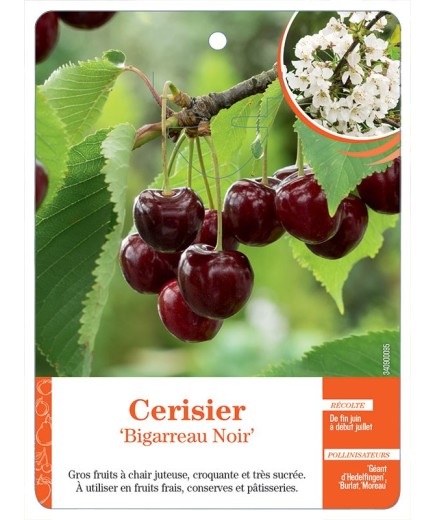 CERISIER ‘BIGARREAU NOIR’