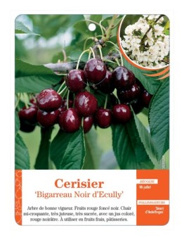CERISIER ‘BIGARREAU NOIR D'ECULLY’