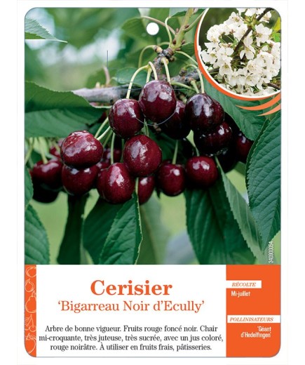 CERISIER ‘BIGARREAU NOIR D'ECULLY’