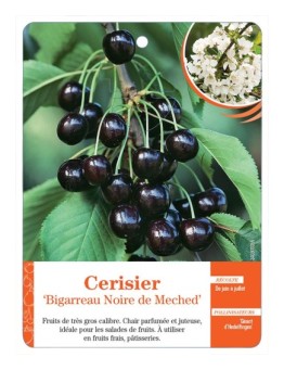 CERISIER ‘BIGARREAU NOIR DE MECHED’
