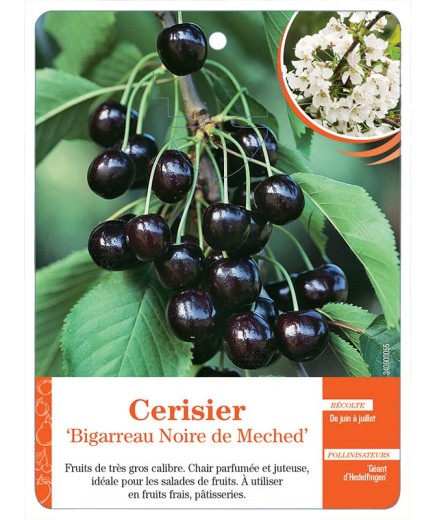 CERISIER ‘BIGARREAU NOIR DE MECHED’