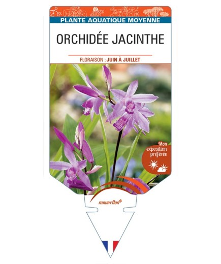 BLETILLA striata voir Orchidée Jacinthe