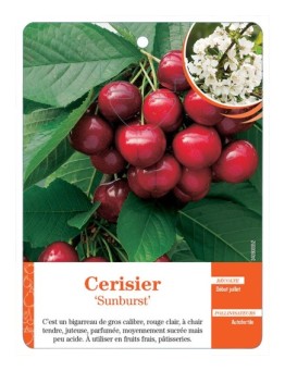 CERISIER ‘SUNBURST’