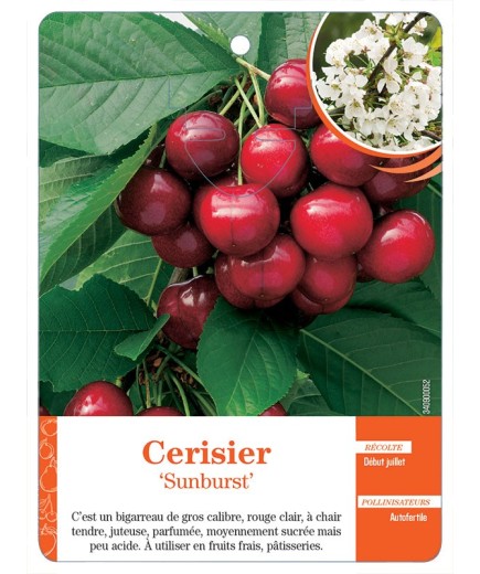 CERISIER ‘SUNBURST’