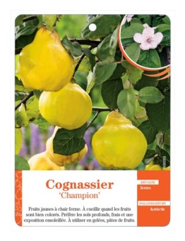 COGNASSIER ‘CHAMPION’