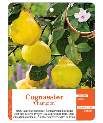 COGNASSIER ‘CHAMPION’