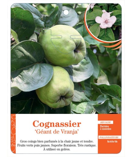 COGNASSIER ‘GÉANT DE VRANJA’