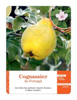 COGNASSIER DU PORTUGAL