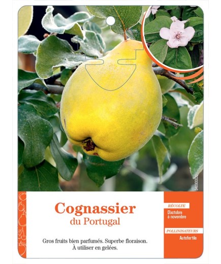 COGNASSIER DU PORTUGAL