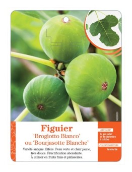 FIGUIER ‘BROGIOTTO BIANCO’ OU ‘BOURJASOTTE BLANCHE’