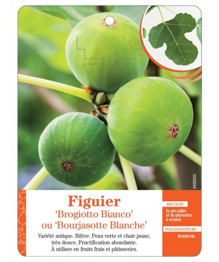 FIGUIER ‘BROGIOTTO BIANCO’ OU ‘BOURJASOTTE BLANCHE’