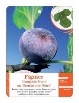 FIGUIER ‘BROGIOTTO NERO’ OU ‘BOURJASOTTE NOIRE’