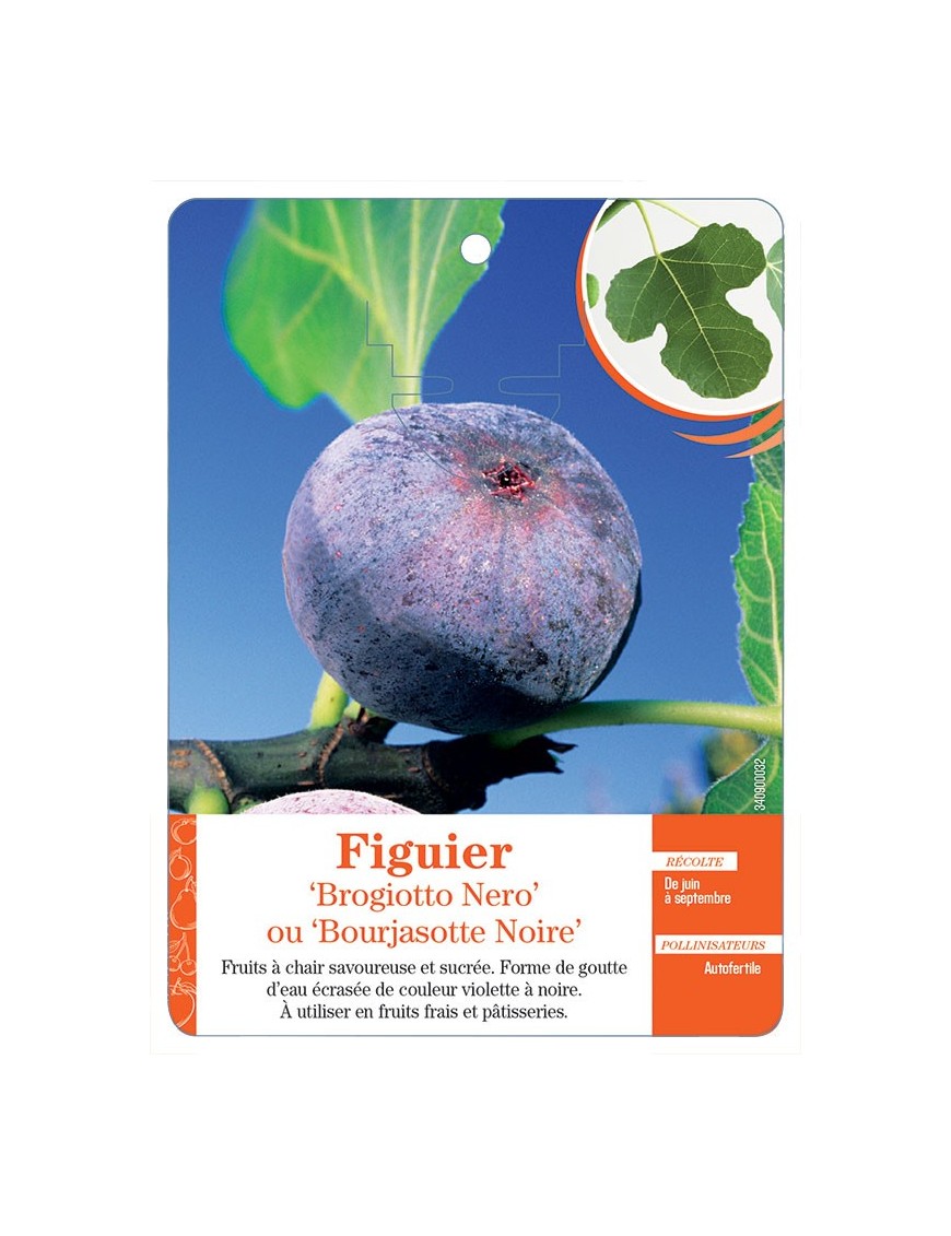 FIGUIER ‘BROGIOTTO NERO’ OU ‘BOURJASOTTE NOIRE’