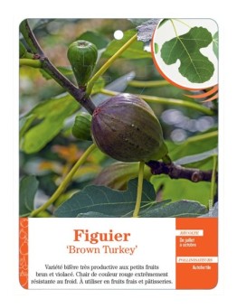 FIGUIER ‘BROWN TURKEY’