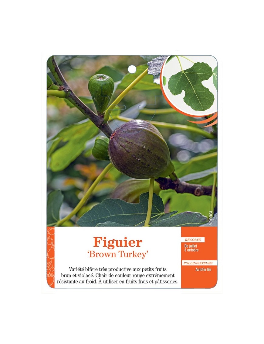 FIGUIER ‘BROWN TURKEY’