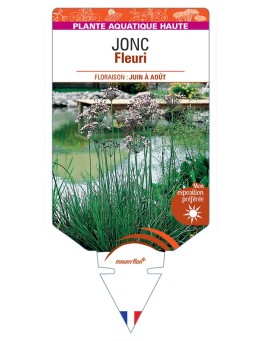 BUTOMUS umbellatus voir Jonc Fleuri