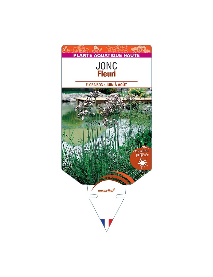 BUTOMUS umbellatus voir Jonc Fleuri