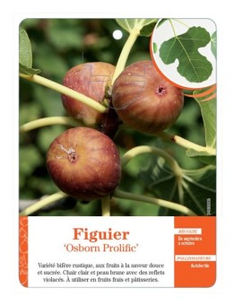 FIGUIER ‘OSBORN PROLIFIC’