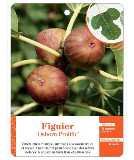 FIGUIER ‘OSBORN PROLIFIC’