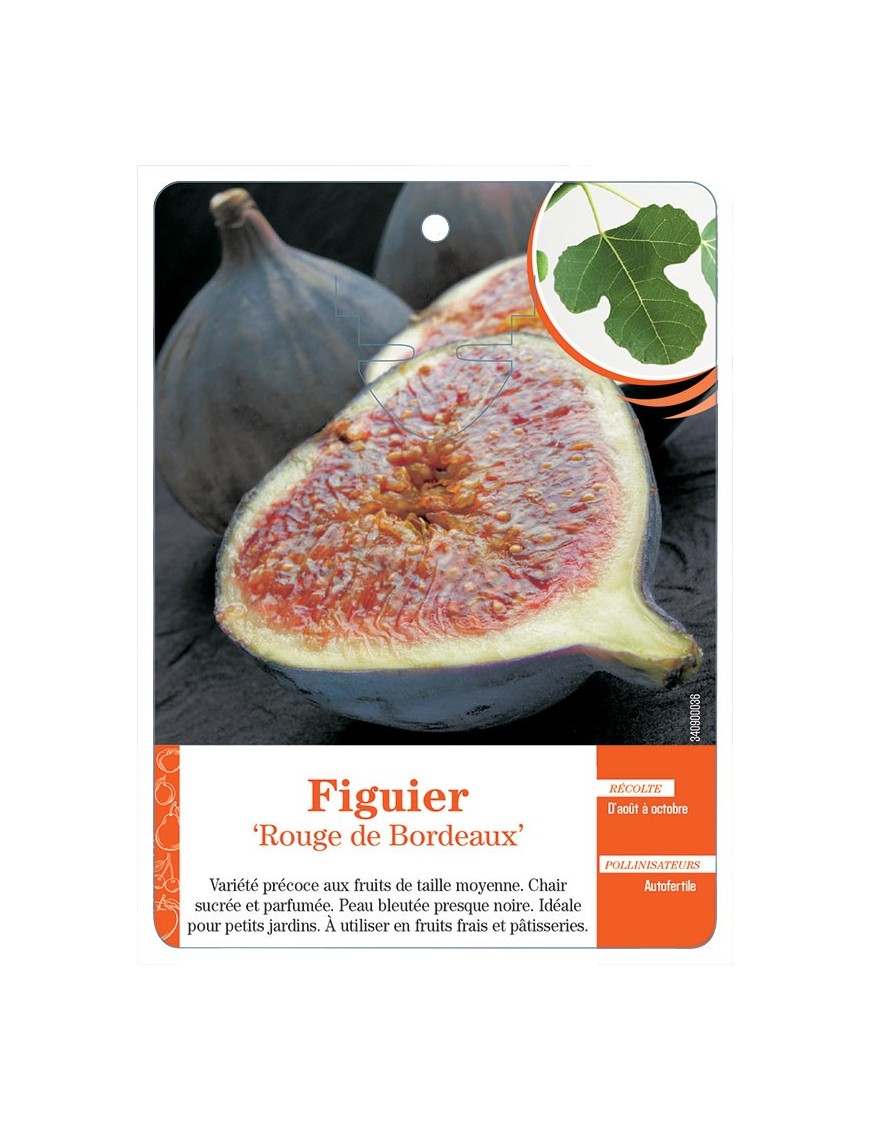FIGUIER ‘ROUGE DE BORDEAUX’