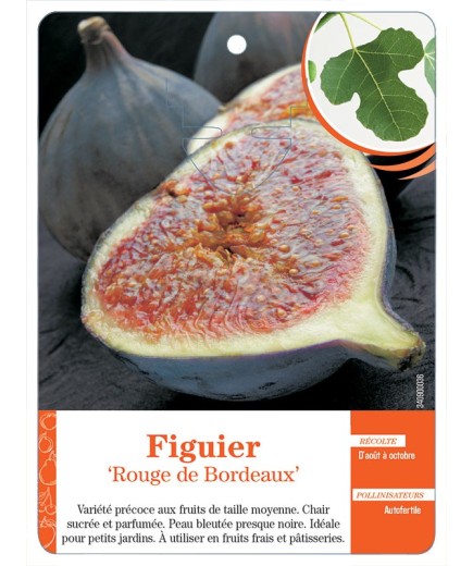 FIGUIER ‘ROUGE DE BORDEAUX’
