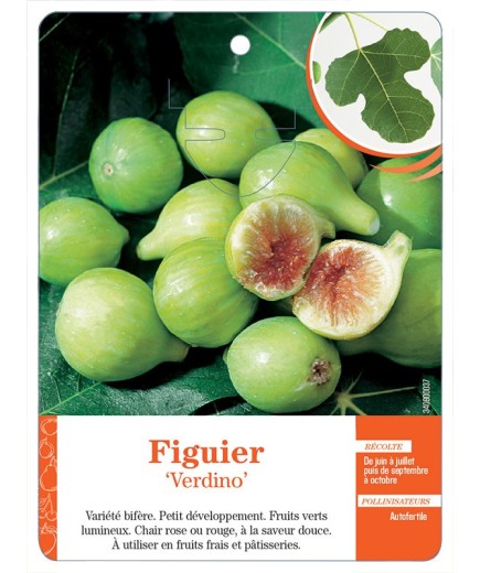 FIGUIER ‘VERDINO’