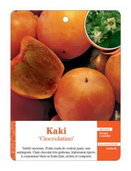 KAKI ‘CIOCCOLATINO’