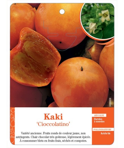 KAKI ‘CIOCCOLATINO’