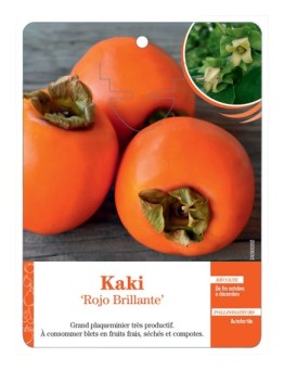 KAKI ‘ROJO BRILLANTE’