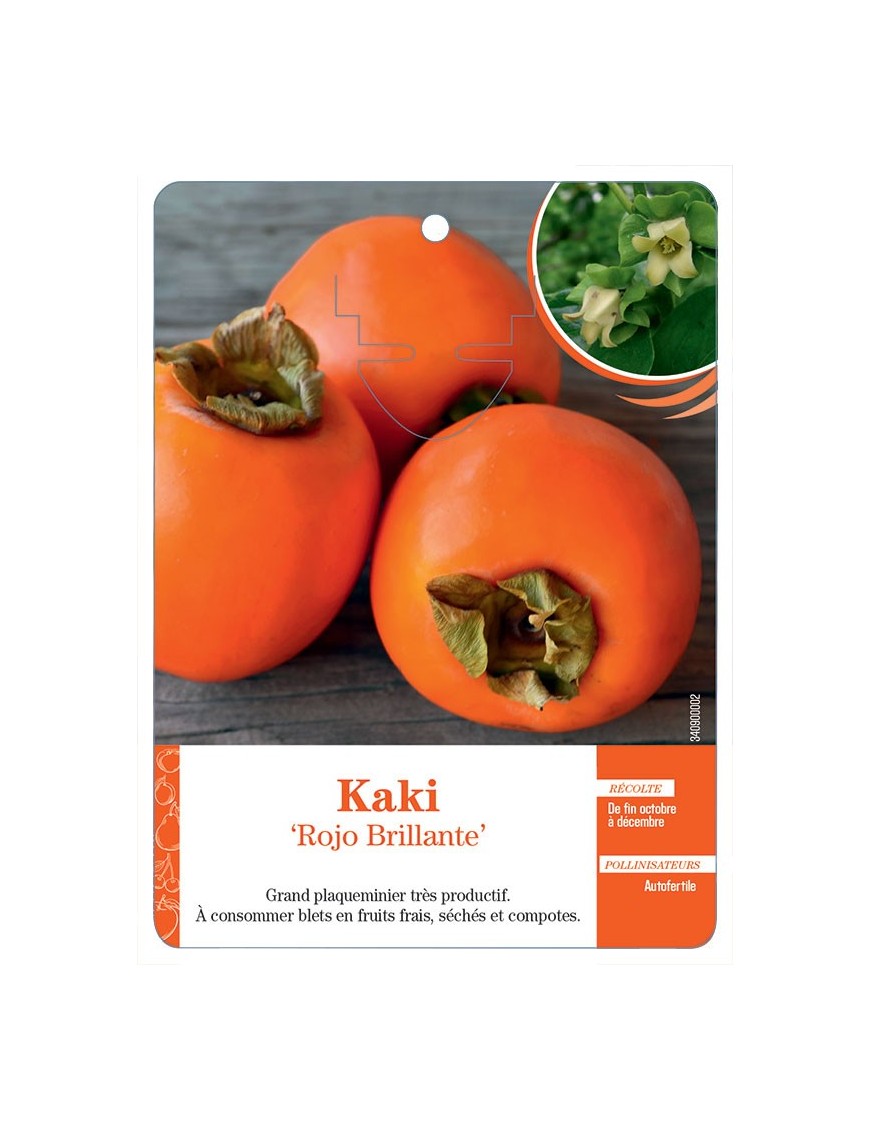 KAKI ‘ROJO BRILLANTE’