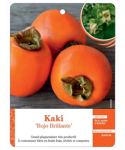 KAKI ‘ROJO BRILLANTE’
