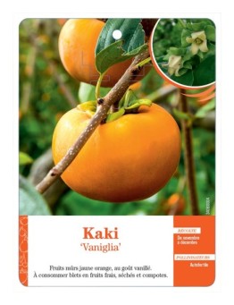 KAKI ‘VANIGLIA’
