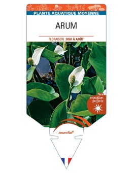 CALLA palustris voir Arum