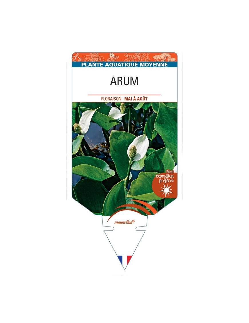 CALLA palustris voir Arum