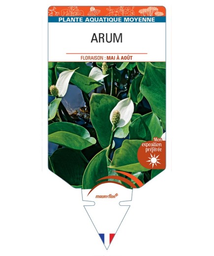 CALLA palustris voir Arum