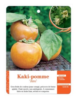 KAKI-POMME ‘JIRO’