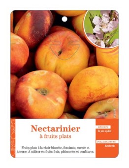 NECTARINIER À FRUITS PLATS