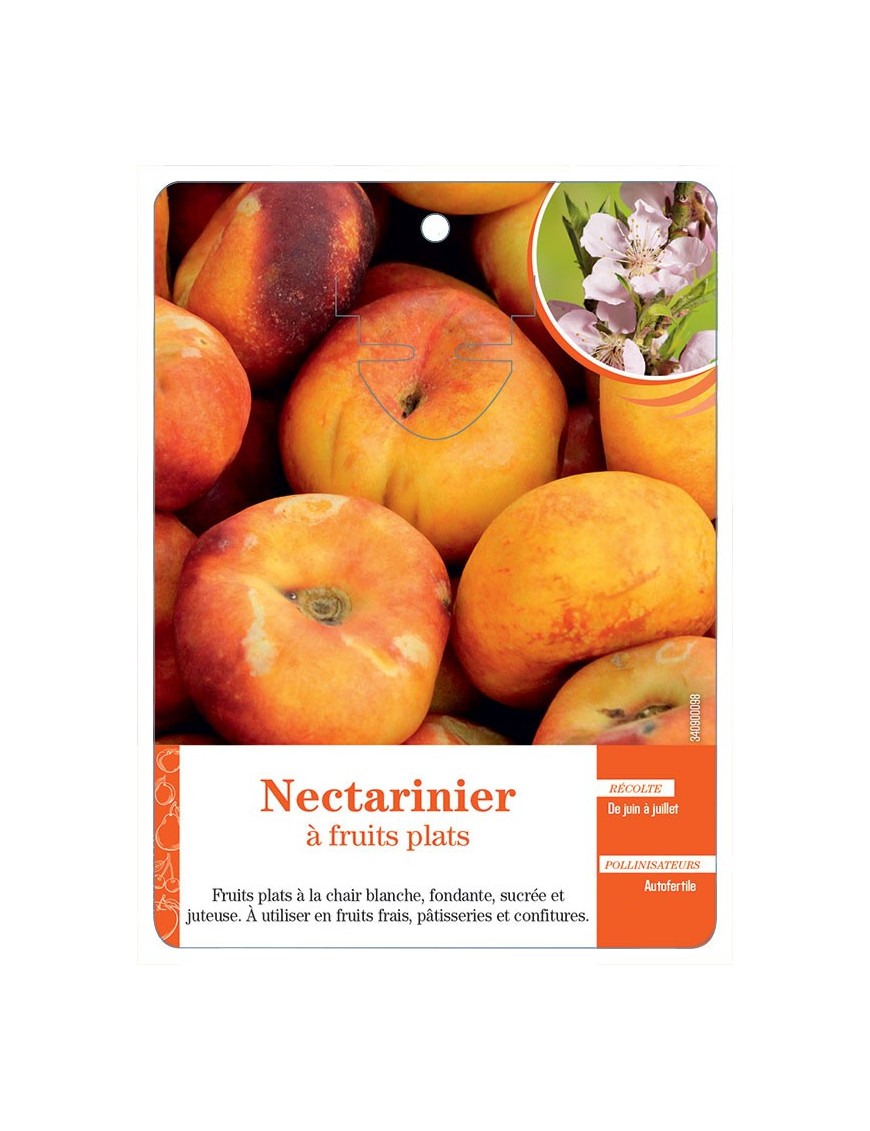 NECTARINIER À FRUITS PLATS