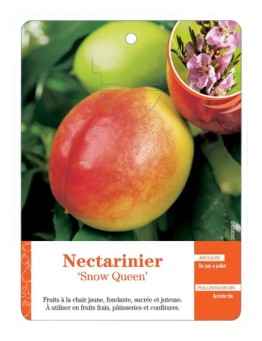 NECTARINIER ‘SNOW QUEEN’