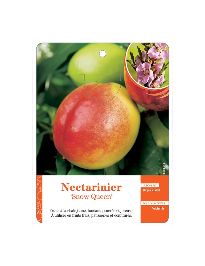 NECTARINIER ‘SNOW QUEEN’