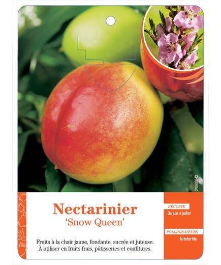 NECTARINIER ‘SNOW QUEEN’