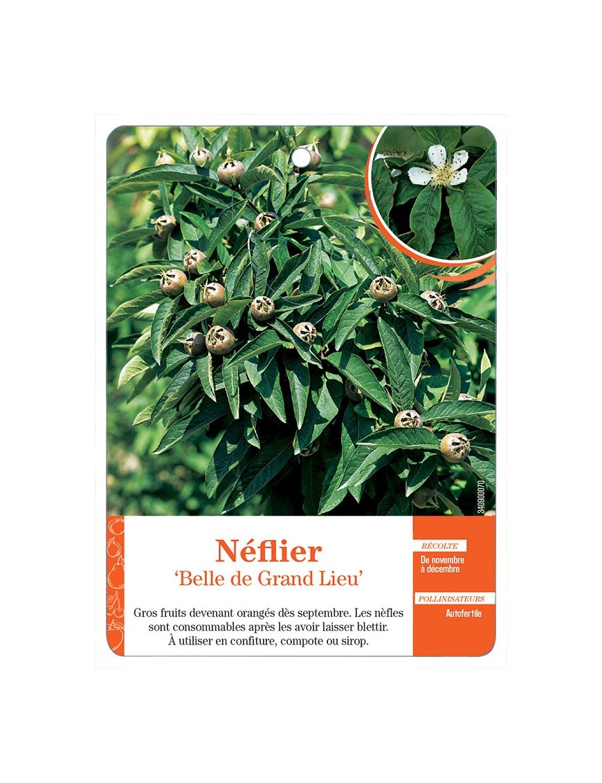 NÉFLIER ‘BELLE DE GRAND LIEU’