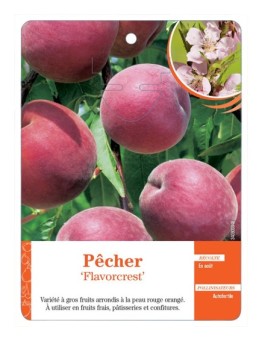 PÊCHER ‘FLAVORCREST’