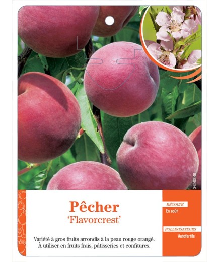 PÊCHER ‘FLAVORCREST’