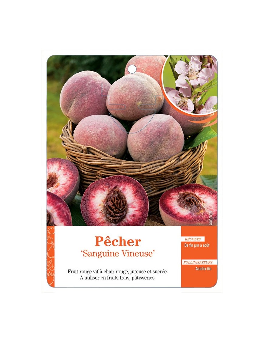 PÊCHER ‘SANGUINE VINEUSE’