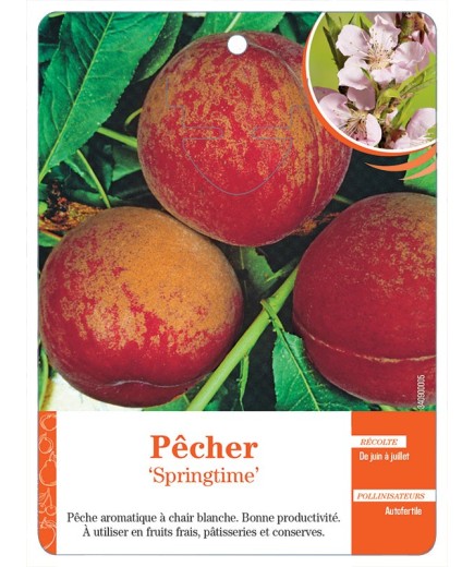 PÊCHER ‘SPRINGTIME’