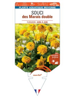 CALTHA palustris Plena Souci des Marais double